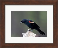 British Columbia, Red-winged Blackbird Fine Art Print