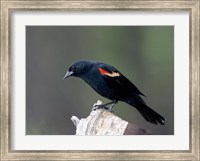 British Columbia, Red-winged Blackbird Fine Art Print