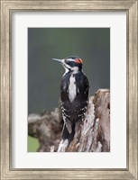 British Columbia, Downy Woodpecker bird Fine Art Print