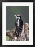 British Columbia, Downy Woodpecker bird Fine Art Print