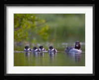 British Columbia, Common Goldeneye, chicks, swimming Fine Art Print