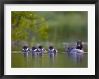British Columbia, Common Goldeneye, chicks, swimming Fine Art Print