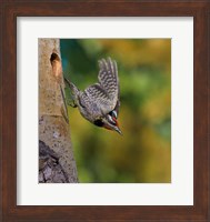 British Columbia, Red-naped Sapsucker, flight, nest Fine Art Print