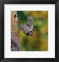 British Columbia, Red-naped Sapsucker, flight, nest Fine Art Print