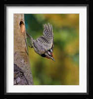 British Columbia, Red-naped Sapsucker, flight, nest Fine Art Print