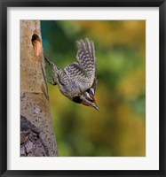 British Columbia, Red-naped Sapsucker, flight, nest Fine Art Print