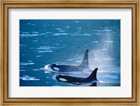 Killer Whales feeding in Johnstone Strait, British Columbia, Canada Fine Art Print