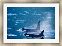 Killer Whales feeding in Johnstone Strait, British Columbia, Canada Fine Art Print