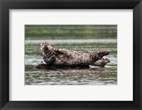 Harbor seal, Great Bear Rainforest, British Columbia, Canada Fine Art Print