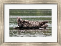 Harbor seal, Great Bear Rainforest, British Columbia, Canada Fine Art Print
