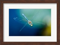 Blue-eyed darner dragonfly, Insect, British Columbia Fine Art Print