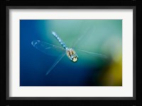 Blue-eyed darner dragonfly, Insect, British Columbia Fine Art Print
