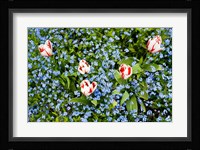 Flowers, Horseshoe Bay, British Columbia Fine Art Print