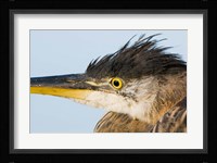 Great blue heron, Boundary Bay, British Columbia Fine Art Print