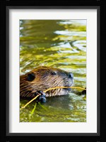 Head of American Beaver, Stanley Park, British Columbia Fine Art Print