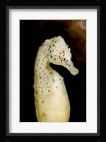 Marine life, seahorse, Vancouver, British Columbia Fine Art Print