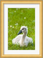 Mute swan cygnet, Stanley Park, British Columbia Fine Art Print