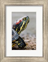 Red-eared pond slider turtle, British Columbia Fine Art Print