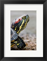 Red-eared pond slider turtle, British Columbia Fine Art Print