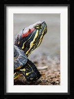 Red-eared pond slider turtle, British Columbia Fine Art Print