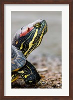 Red-eared pond slider turtle, British Columbia Fine Art Print