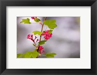 Red-flowering currant, Vancouver, British Columbia Fine Art Print