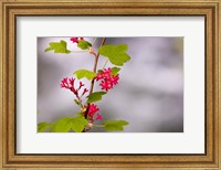 Red-flowering currant, Vancouver, British Columbia Fine Art Print