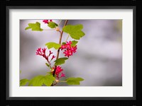 Red-flowering currant, Vancouver, British Columbia Fine Art Print