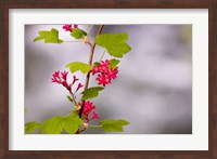 Red-flowering currant, Vancouver, British Columbia Fine Art Print