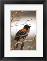 Red-winged blackbird, Stanley Park, British Columbia Fine Art Print