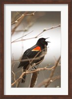 Red-winged blackbird, Stanley Park, British Columbia Fine Art Print