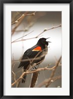 Red-winged blackbird, Stanley Park, British Columbia Fine Art Print