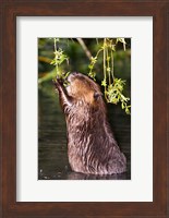 American Beaver, Stanley Park, British Columbia Fine Art Print