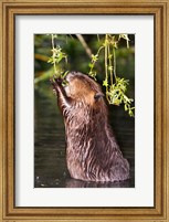 American Beaver, Stanley Park, British Columbia Fine Art Print