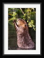 American Beaver, Stanley Park, British Columbia Fine Art Print