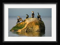 Double-crested cormorant bird, British Columbia Fine Art Print