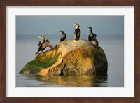 Double-crested cormorant bird, British Columbia Fine Art Print