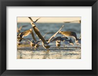 Mew gulls, Stanley Park, British Columbia Fine Art Print
