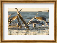 Mew gulls, Stanley Park, British Columbia Fine Art Print