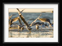 Mew gulls, Stanley Park, British Columbia Fine Art Print