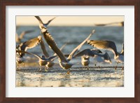 Mew gulls, Stanley Park, British Columbia Fine Art Print