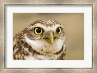 Burrowing owl, Nicola Valley, British Columbia Fine Art Print