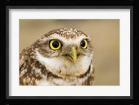 Burrowing owl, Nicola Valley, British Columbia Fine Art Print