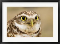 Burrowing owl, Nicola Valley, British Columbia Fine Art Print