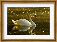 Mute swan, Stanley Park, British Columbia Fine Art Print