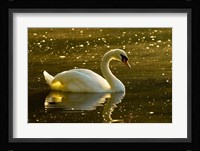 Mute swan, Stanley Park, British Columbia Fine Art Print