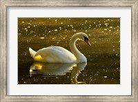 Mute swan, Stanley Park, British Columbia Fine Art Print