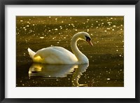 Mute swan, Stanley Park, British Columbia Fine Art Print