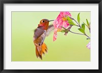 Rufous Hummingbird feeding in a flower garden, British Columbia, Canada Fine Art Print