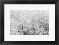 Snow-covered trees, Stanley Park, British Columbia Fine Art Print